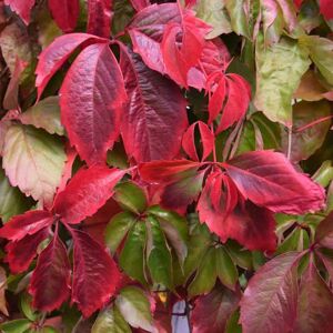 Parthenocissus quinquefolia 125-150 cm